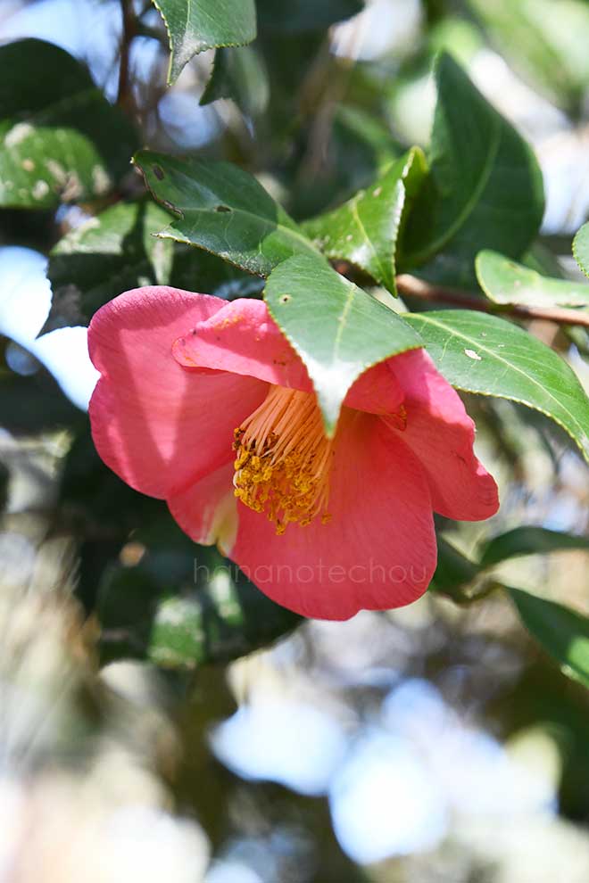 椿 中部五色椿｜花の手帖の椿図鑑