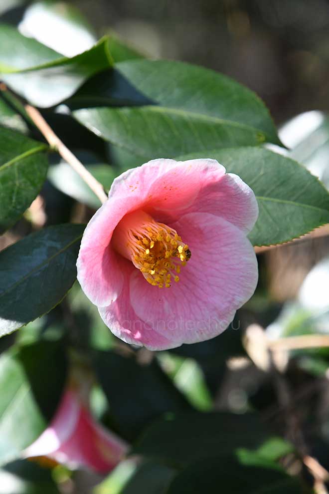 椿 中部五色椿｜花の手帖の椿図鑑