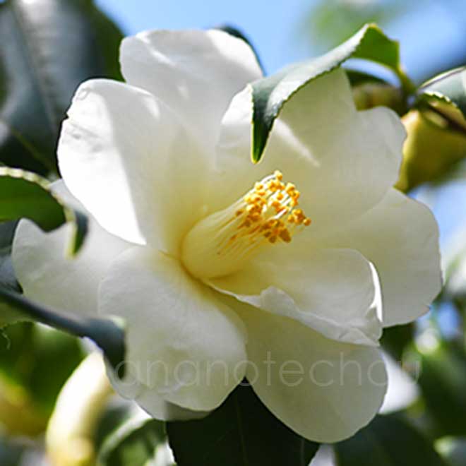 椿 中部都鳥｜花の手帖のツバキ図鑑