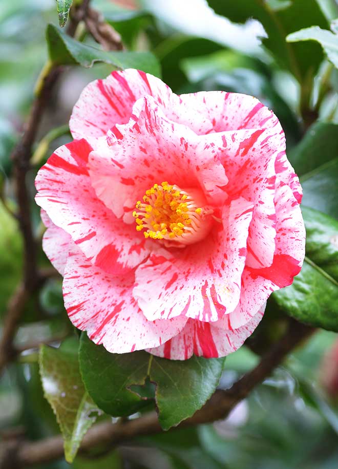 椿 ダインティ｜花の手帖の椿図鑑