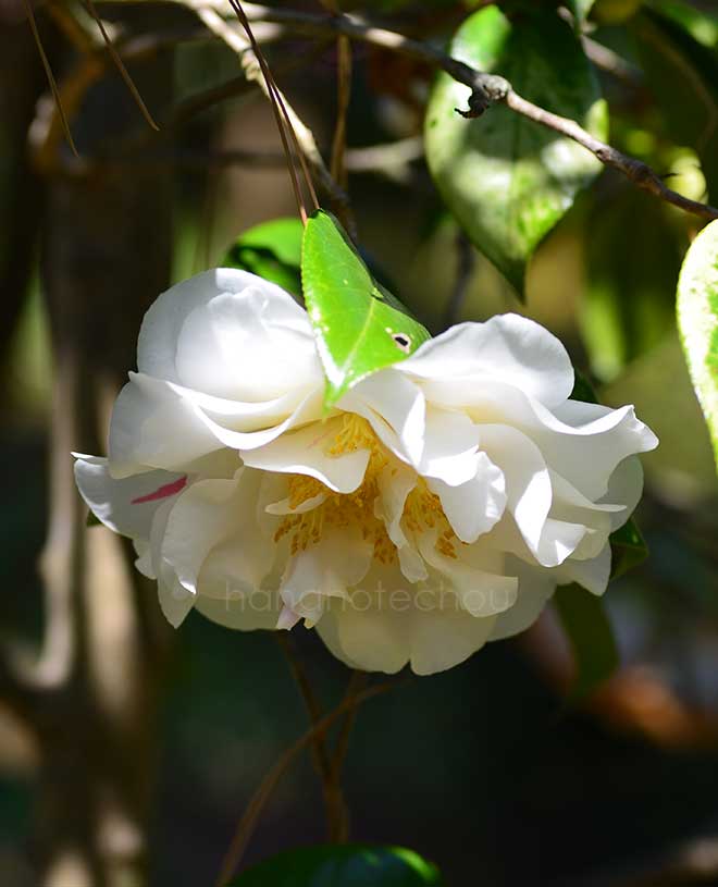 椿 ドリフトウッド｜花の手帖の椿図鑑