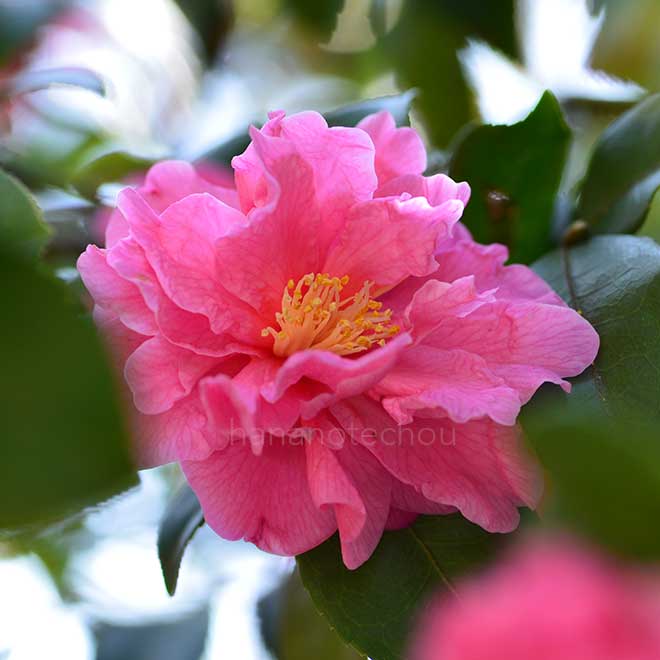 椿 フラグラント ピンク｜花の手帖の椿図鑑