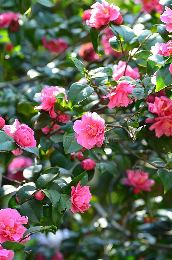 椿 フラグラント ピンク｜花の手帖の椿図鑑