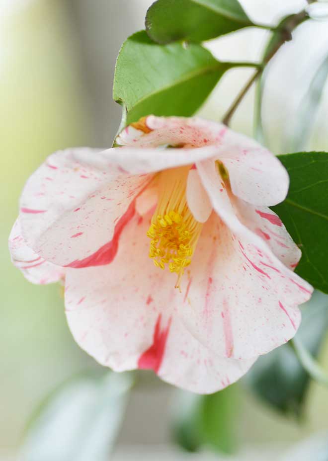 椿 吹雪白玉｜花の手帖の椿図鑑