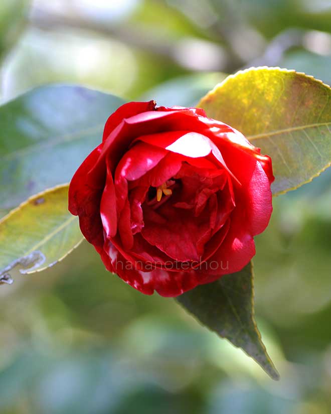 椿 斑入崑崙黒｜花の手帖の椿図鑑