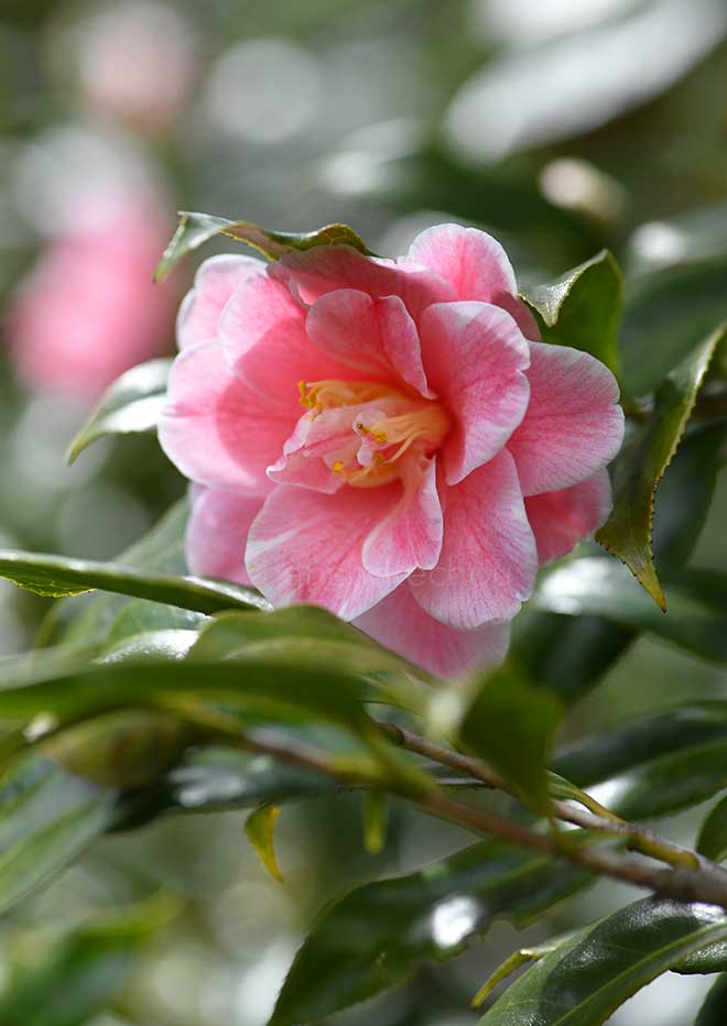 椿 覆輪一休｜花の手帖の椿図鑑