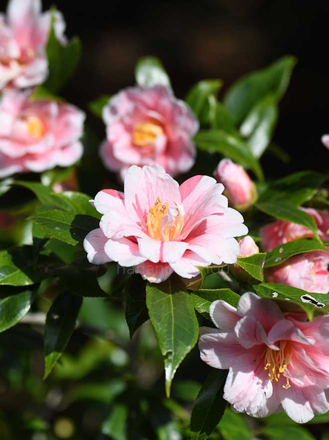 椿 覆輪一休｜花の手帖の椿図鑑