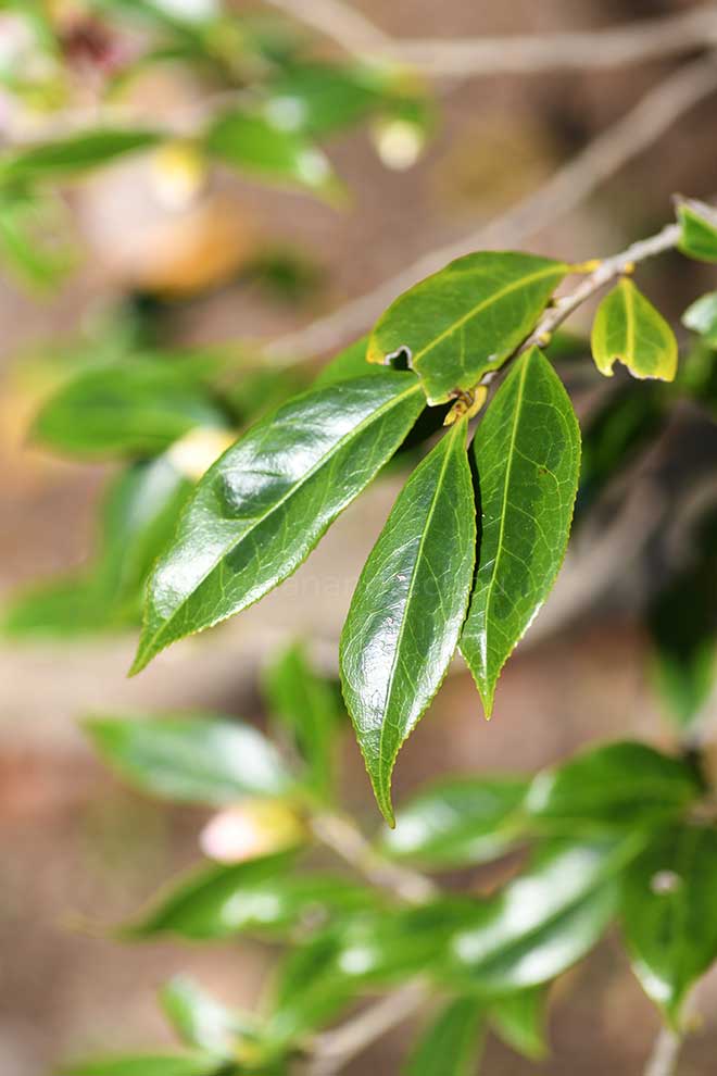 椿 覆輪一休｜花の手帖の椿図鑑