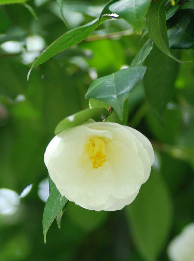 椿 銀世界｜花の手帖の椿図鑑