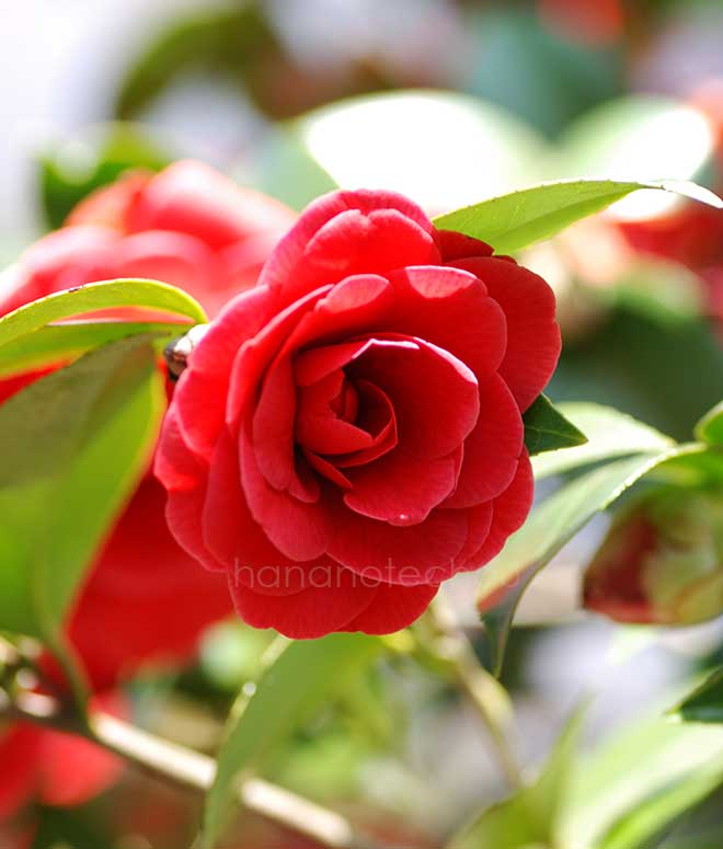 椿 グレン 40｜花の手帖の椿図鑑