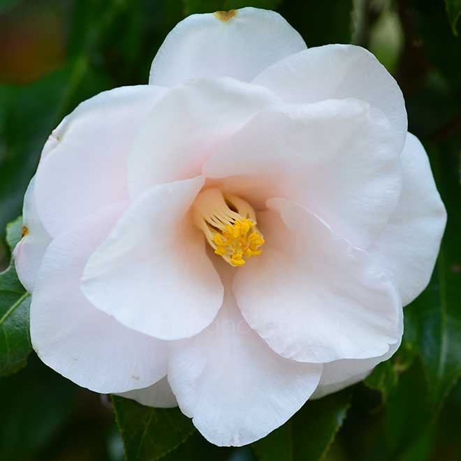 椿 羽衣｜花の手帖の椿図鑑