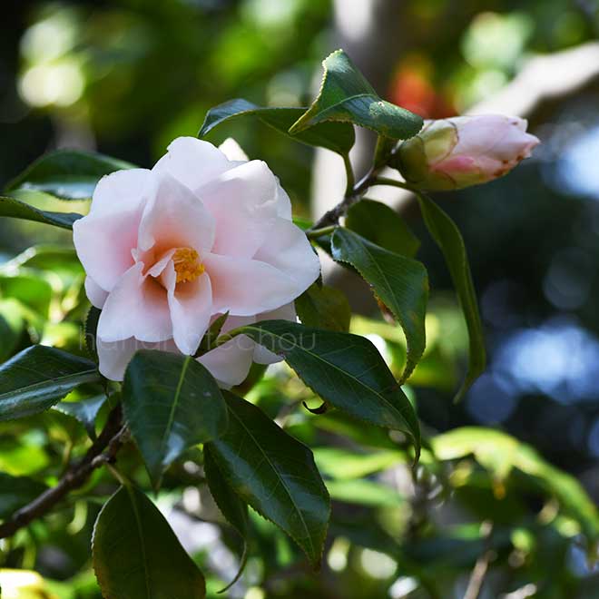 椿 羽衣｜花の手帖の椿図鑑