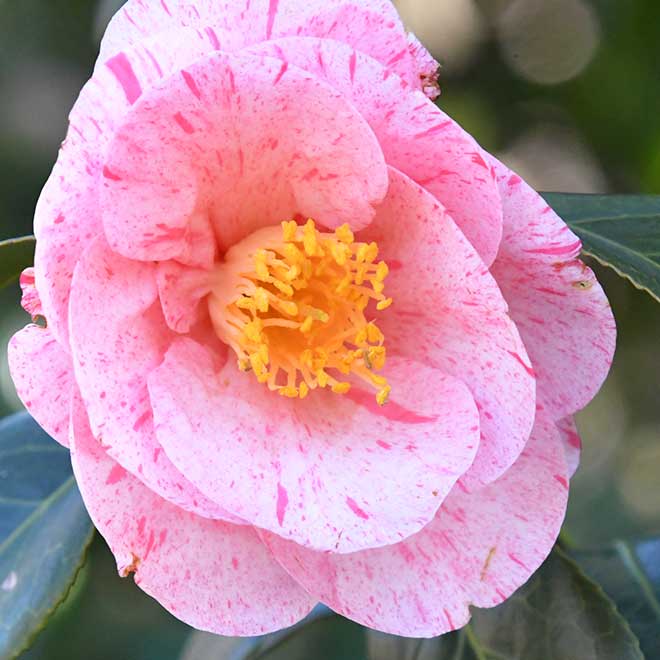 椿 白露錦｜花の手帖のツバキ図鑑