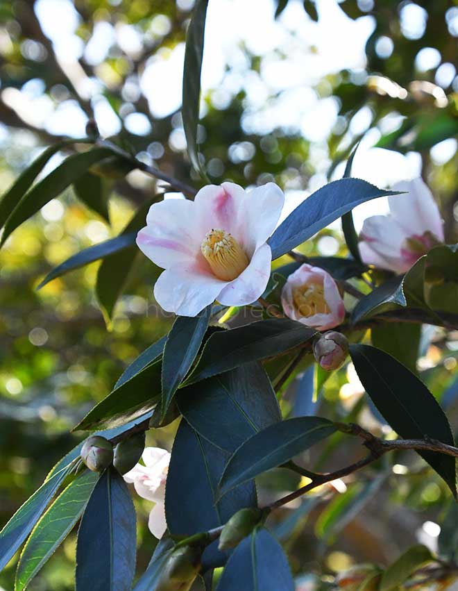 椿 初雁｜花の手帖の椿図鑑