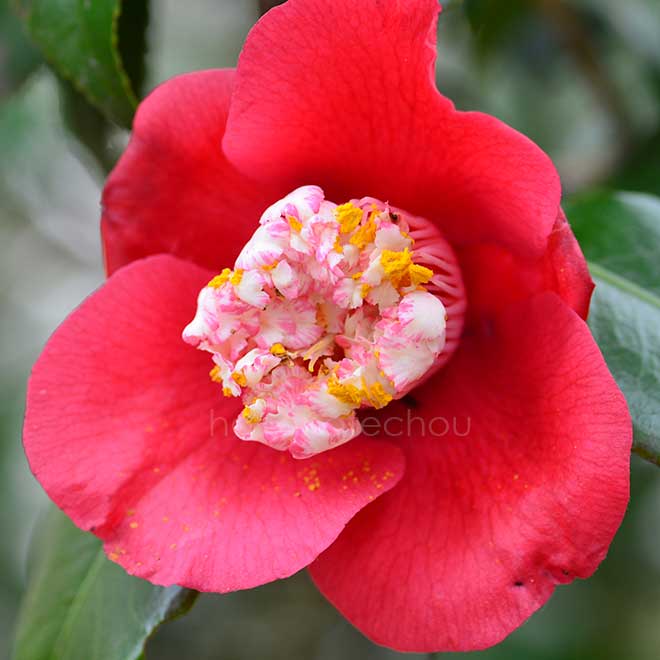 椿 早咲卜伴｜花の手帖の椿図鑑