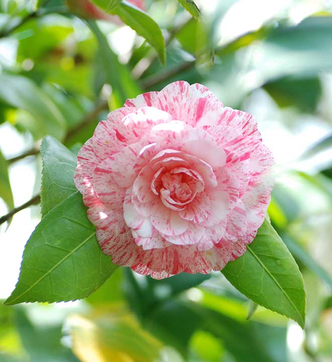 椿 ハイ ジンクス｜花の手帖の椿図鑑