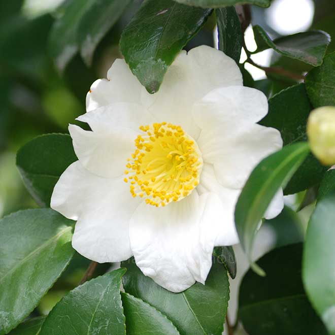 椿 肥後白鶴｜花の手帖の椿図鑑