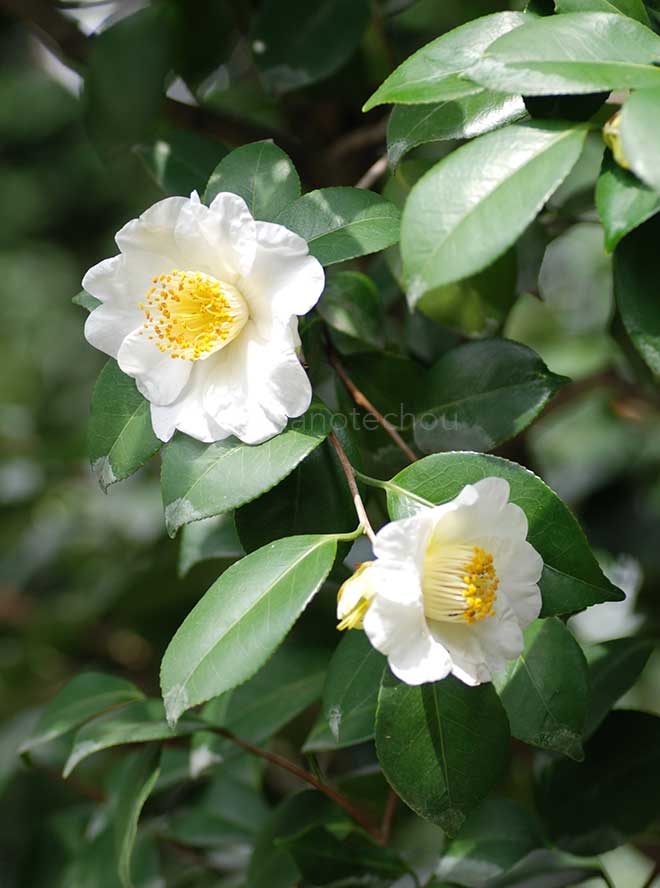椿 肥後白鶴｜花の手帖の椿図鑑