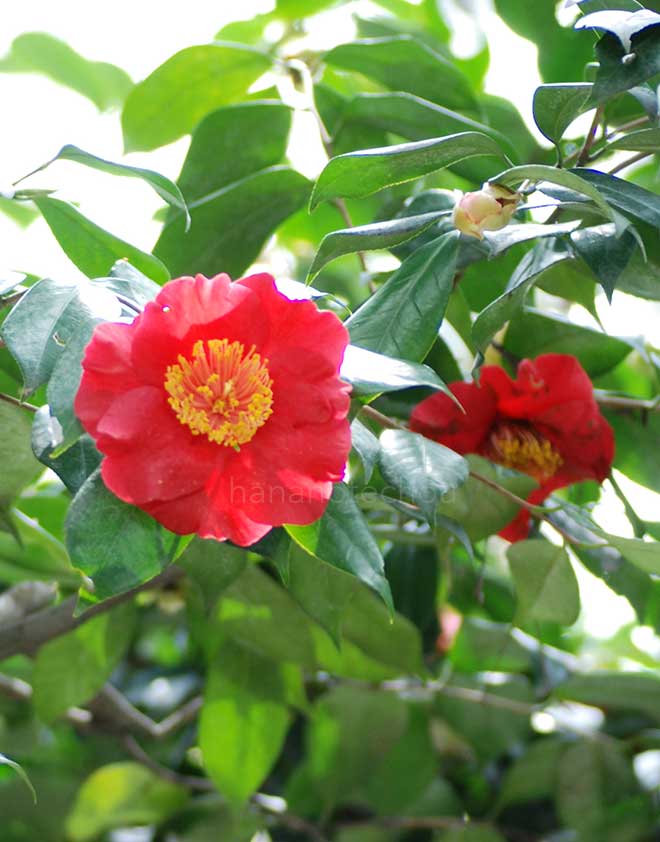 椿 肥後位紐｜花の手帖の椿図鑑