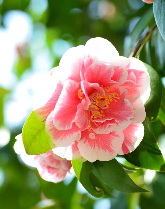 椿 光源氏｜花の手帖の椿図鑑