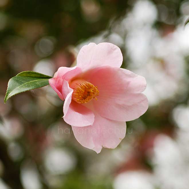 椿 J.C.ウィリアムズ｜花の手帖の椿図鑑