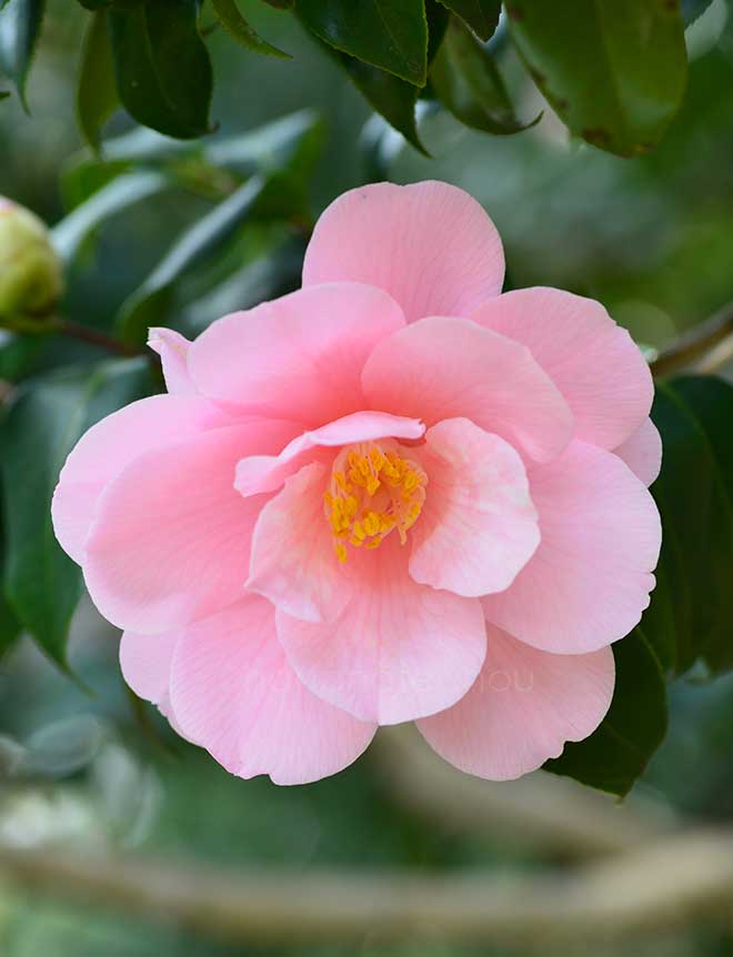 椿 神代都鳥｜花の手帖の椿図鑑