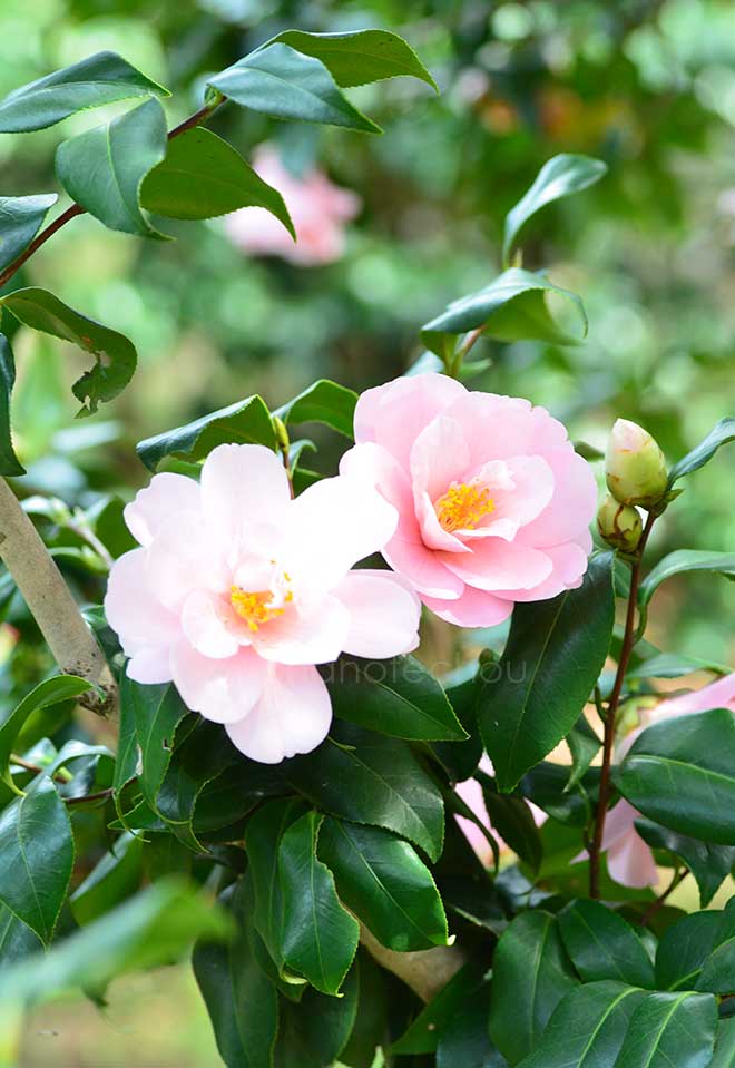 椿 神代都鳥｜花の手帖の椿図鑑