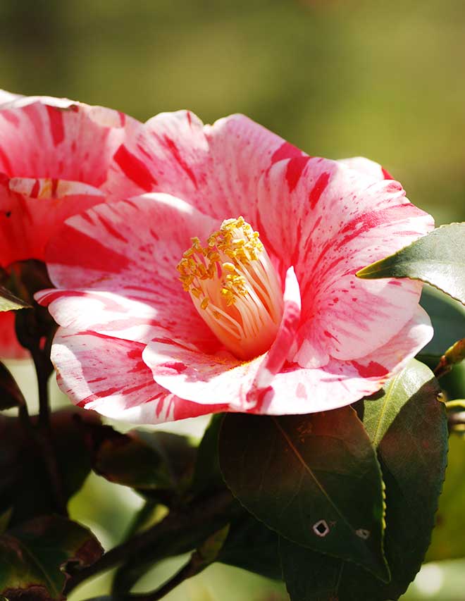 椿 灌花絞｜花の手帖の椿図鑑