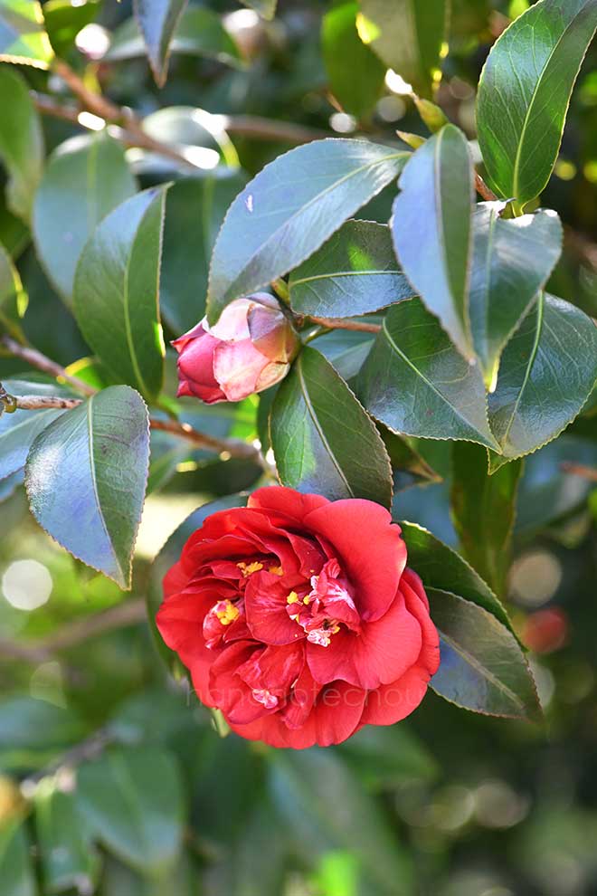 椿 関西黒龍｜花の手帖の椿図鑑