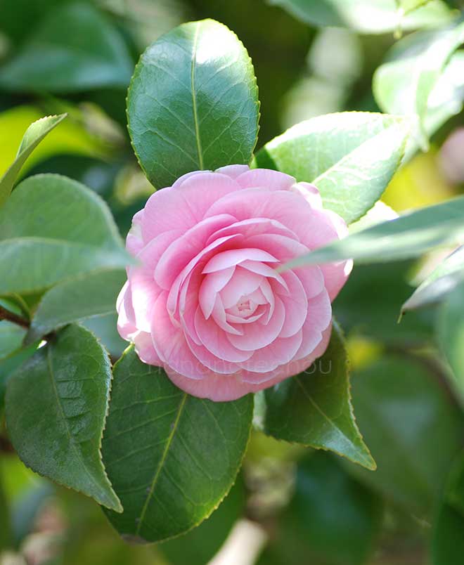 椿 広東粉｜花の手帖の椿図鑑