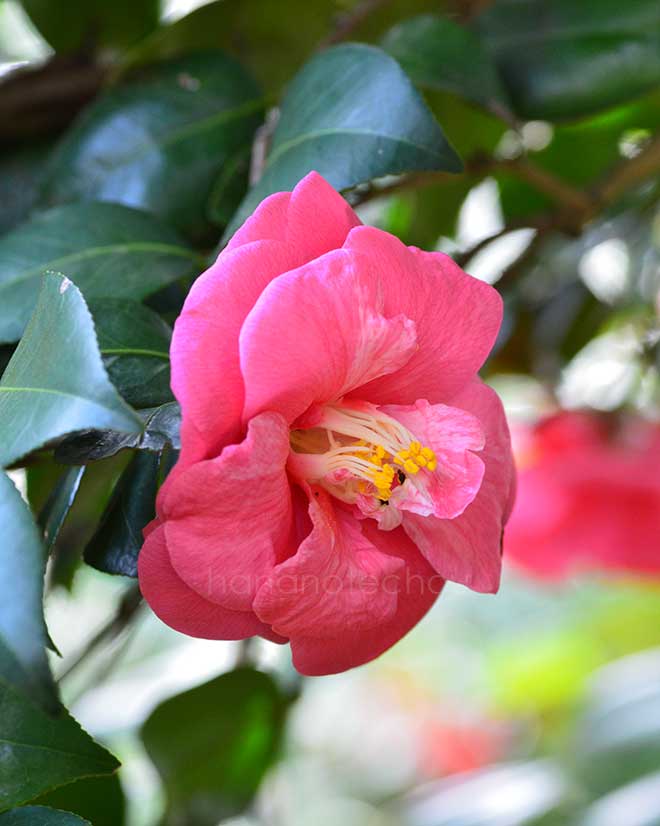 椿 ｜花の手帖の椿図鑑