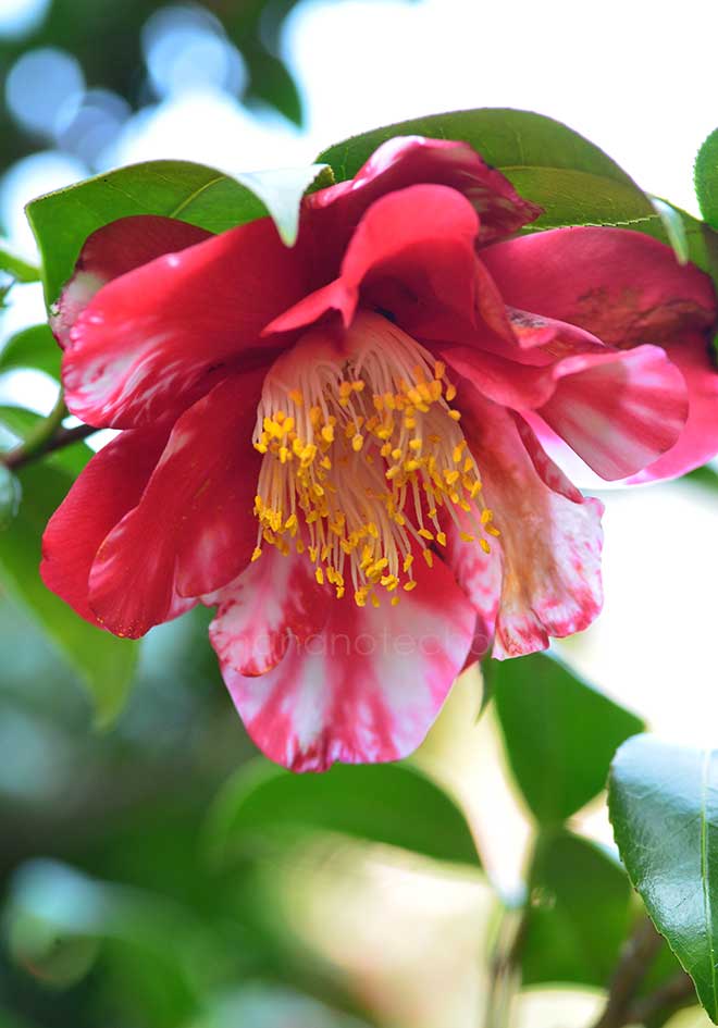 椿 迦陵頻｜花の手帖の椿図鑑