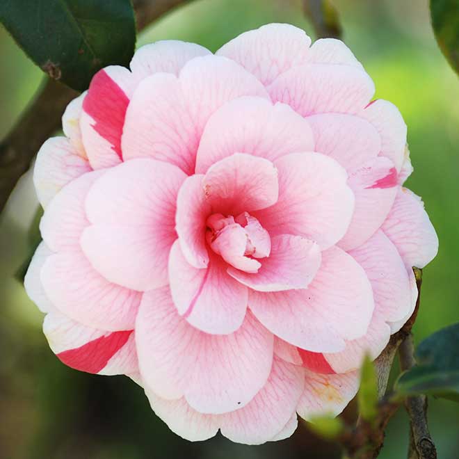 椿 通鳥｜花の手帖の椿図鑑