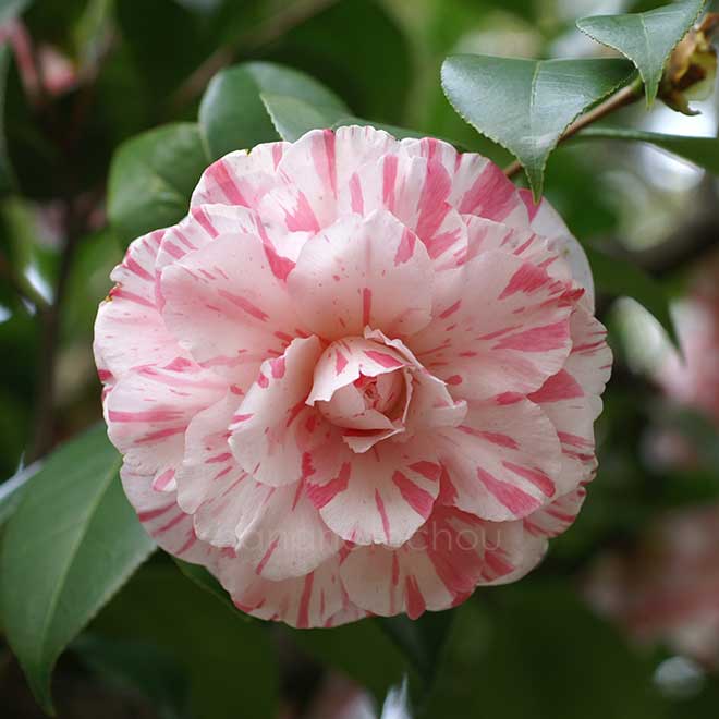 椿 菊更紗｜花の手帖の椿図鑑