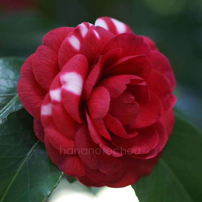 椿 菊冬至｜花の手帖の椿図鑑