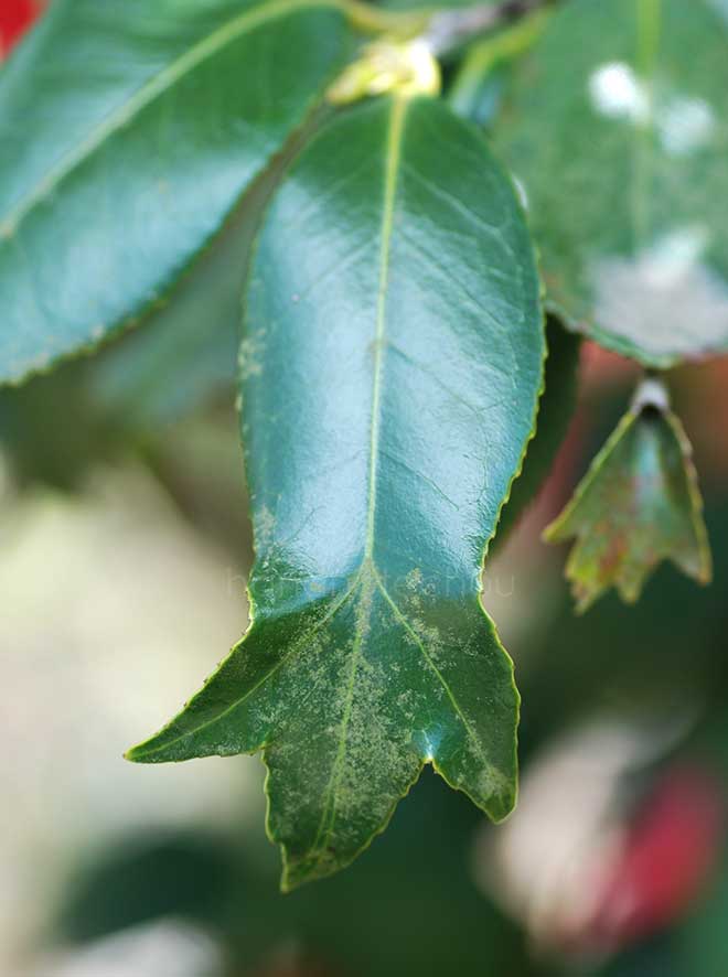 椿 錦魚葉椿｜花の手帖の椿図鑑