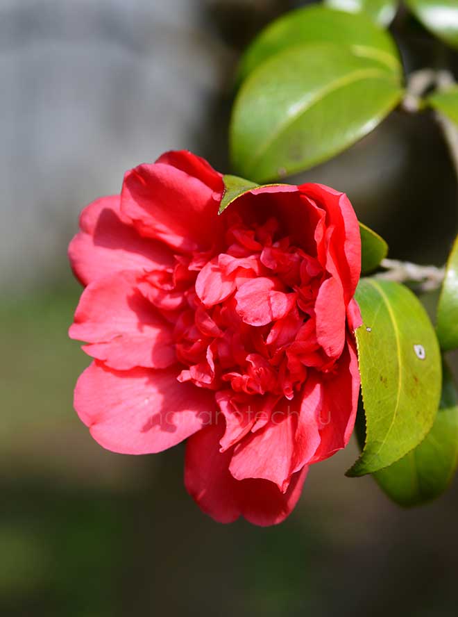 椿 麒麟の誉｜花の手帖の椿図鑑