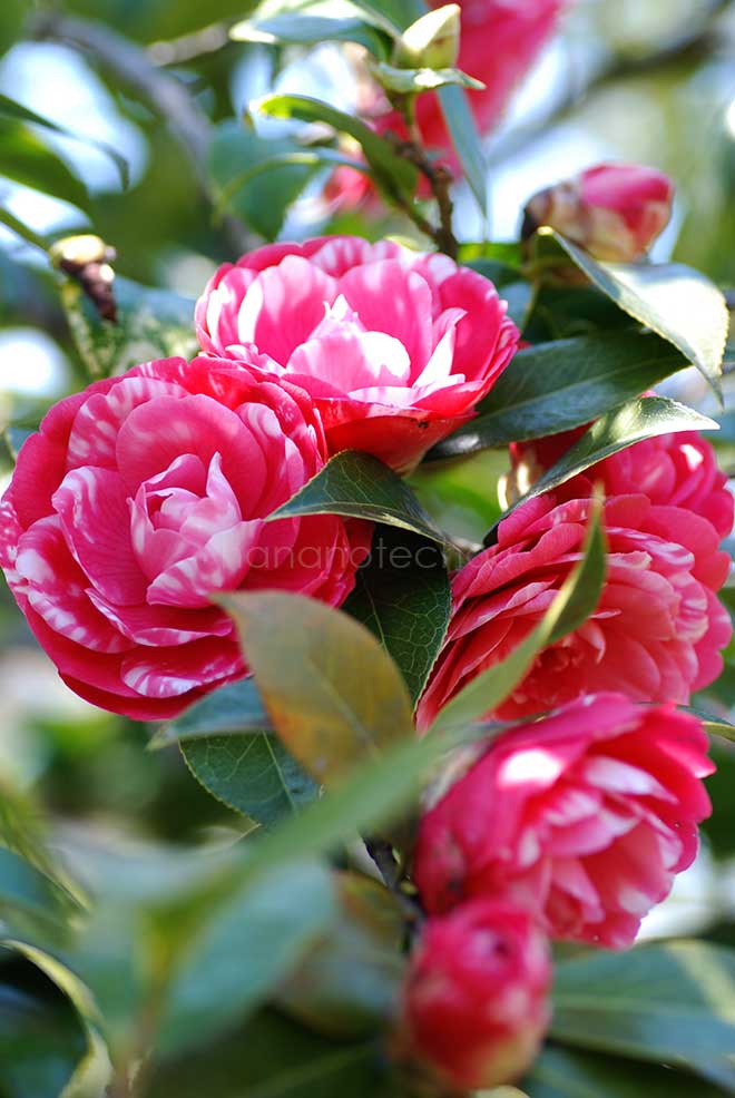 椿 紀州司｜花の手帖の椿図鑑