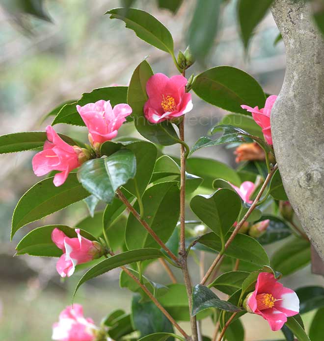 椿 胡蝶侘助｜花の手帖の椿図鑑