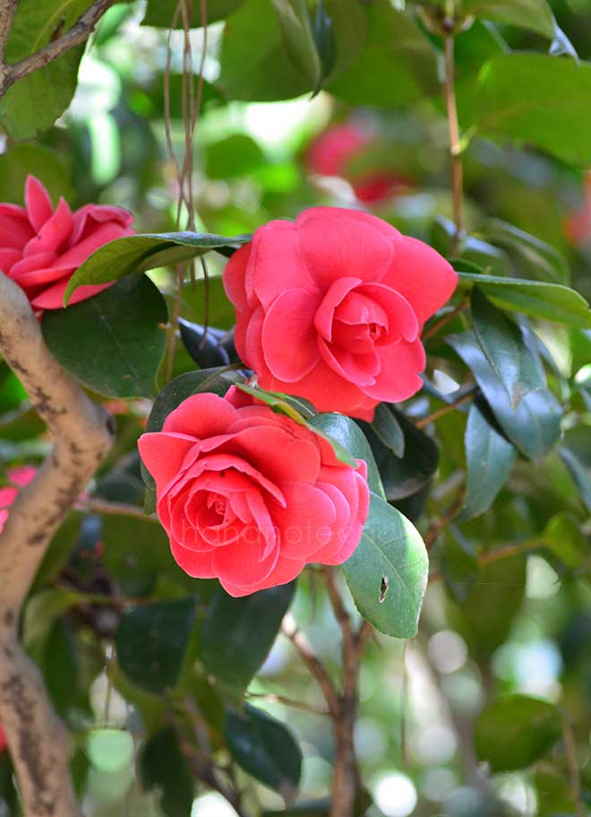 椿 紅乙女｜花の手帖の椿図鑑