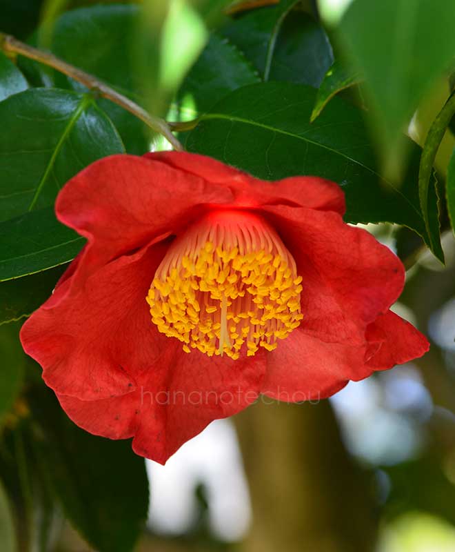 椿 熊谷｜花の手帖の椿図鑑