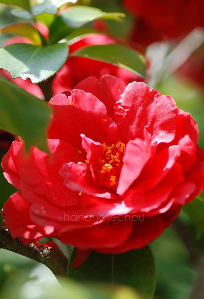 椿 楠玉｜花の手帖の椿図鑑