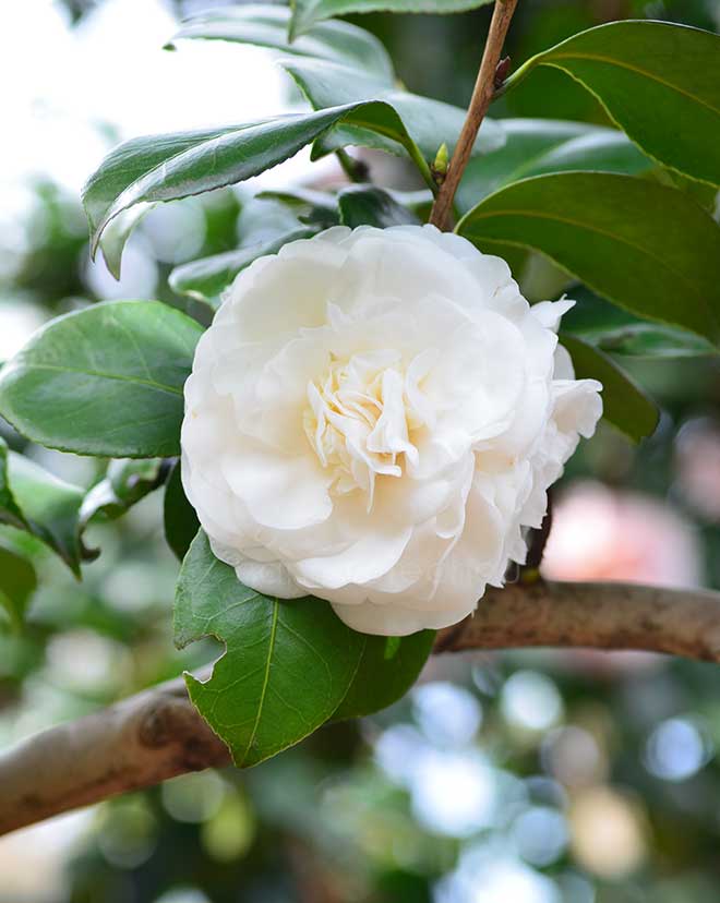 椿 南京白｜花の手帖の椿図鑑