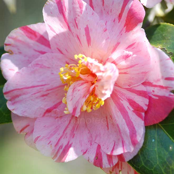 椿 錦麒麟｜花の手帖の椿図鑑