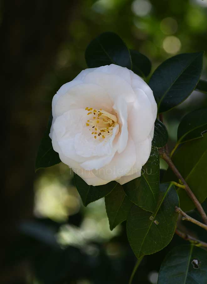 椿 後瀬山｜花の手帖の椿図鑑