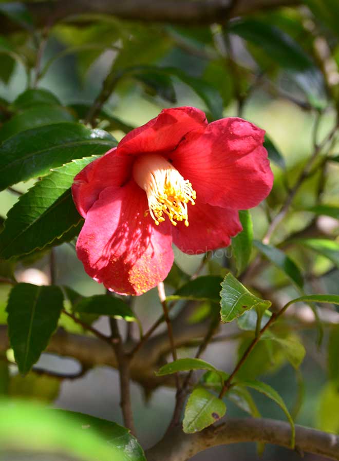 椿 鋸葉椿｜花の手帖の椿図鑑