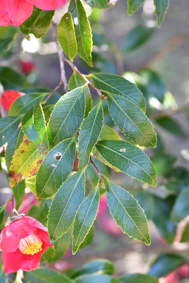椿 鋸葉椿｜花の手帖の椿図鑑
