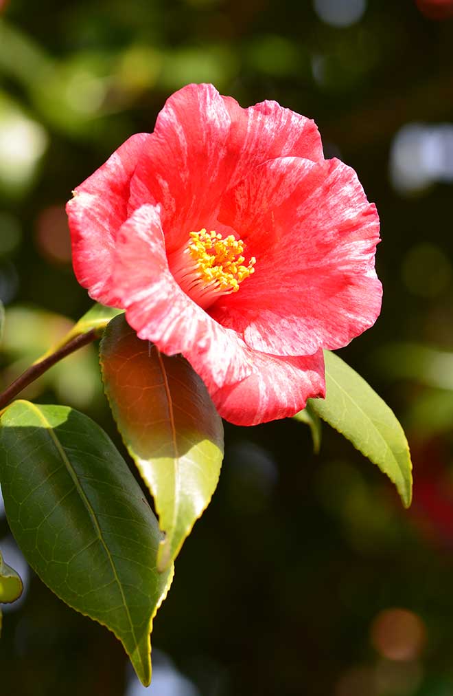 椿 抜筆｜花の手帖の椿図鑑