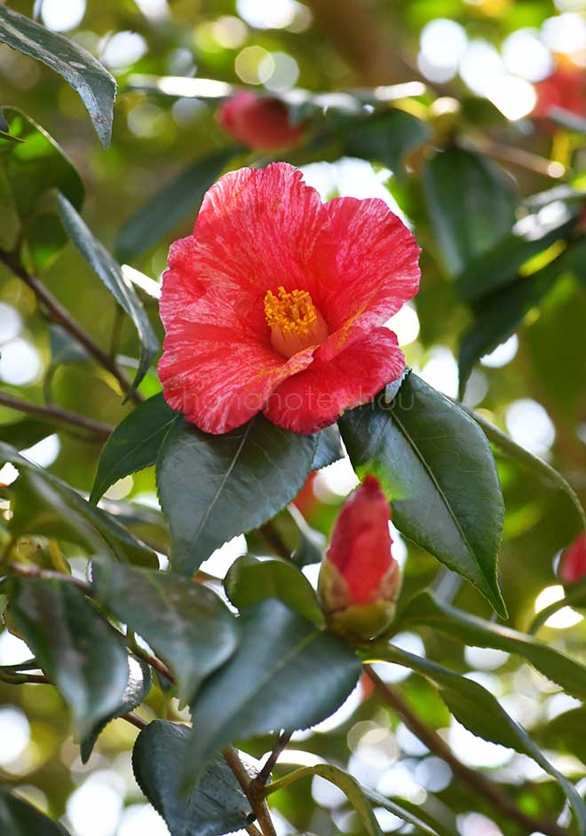 椿 抜筆｜花の手帖の椿図鑑