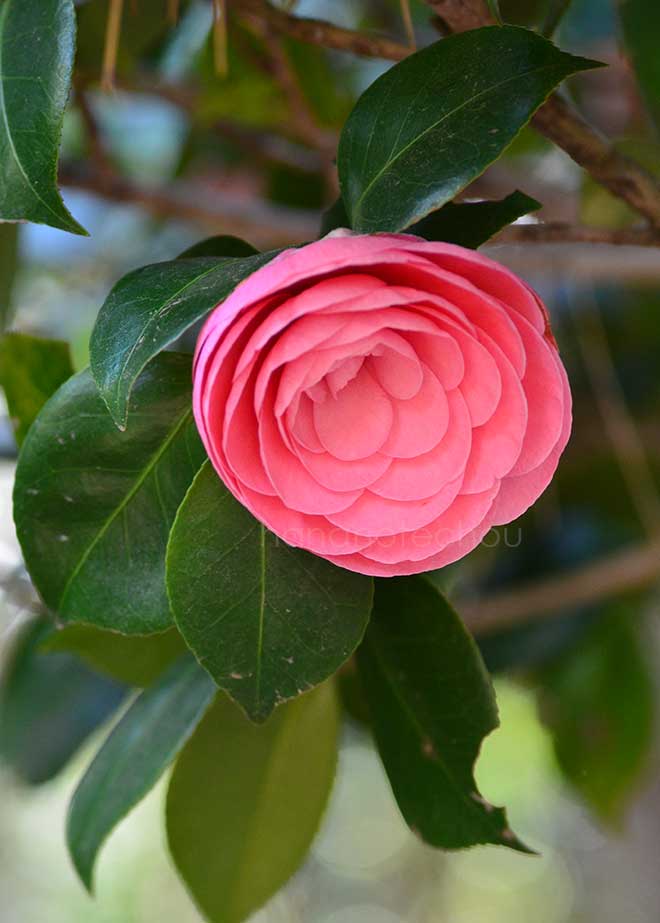 椿 パール マックスウェル｜花の手帖の椿図鑑